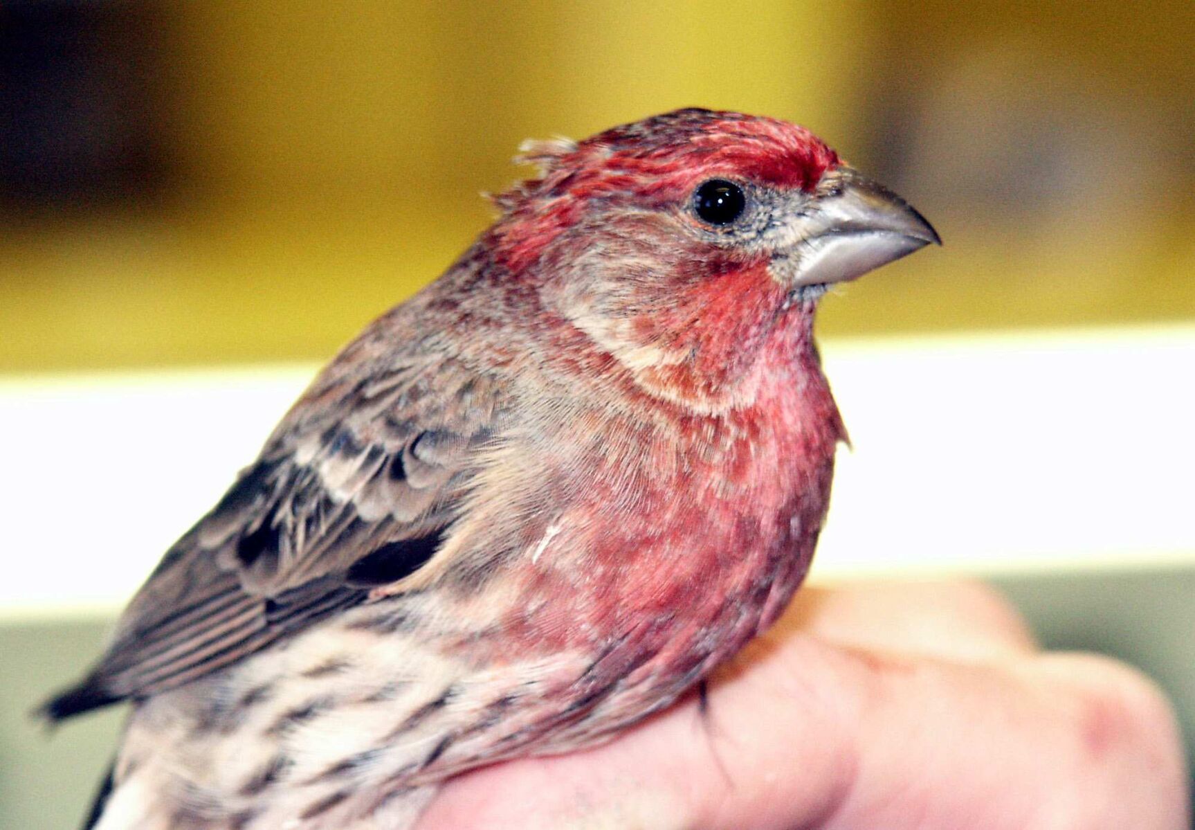 EXP DYING FINCHES